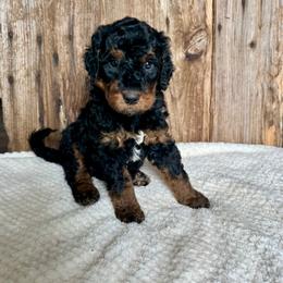 Billy - Phantom male Bernedoodle puppy in Savannah, Missouri from Rose Creek Mini Aussies and doodles