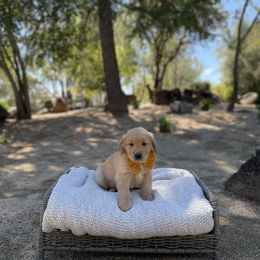 Orange - Golden male Golden Retriever puppy in Shingle Springs, California from California Spaniels