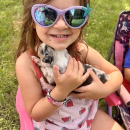 Miniature Australian Shepherd Puppies from Lockhart Mini Aussies