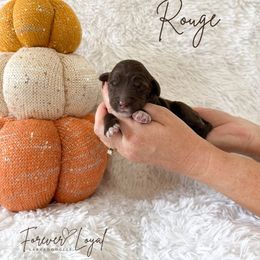 Rouge - Chocolate male Australian Labradoodle puppy in Oregon from Forever Loyal Labradoodles