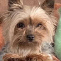 Yorkshire Terriers from Driftless River Yorkies