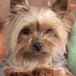 Yorkshire Terriers from Driftless River Yorkies