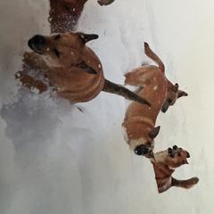 Chinook All Grown Up from Forever Greene Chinooks