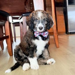 Hobbs - Black tri-color male Aussiedoodle puppy in Jamaica Beach, Texas from Third Coast Maltipoos and Doodles