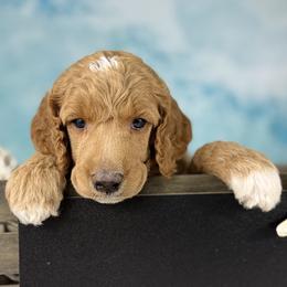 Treibholz - Driftwood - Red  male Poodle puppy in Middlebourne, West Virginia from El Silencio Standard Poodles
