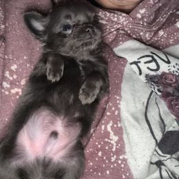 Blue boy - Blue male Chihuahua puppy in Williamsburg, Virginia from PAWSitive Cheeky Chihuahuas