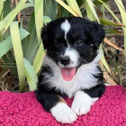 Pepper - Black & white female Australian Shepherd puppy in Harrah, Oklahoma from Kamm's Aussies