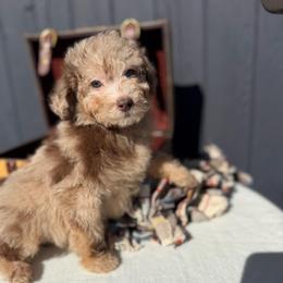Chocolate merle - Merle male Goldendoodle puppy in Rush, New York from Care Bear Puppies