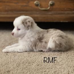 RMF 1 - Red merle Toy Australian Shepherd puppy in Clarendon, Texas from Seminole Ranches - Toy/Mini Aussies