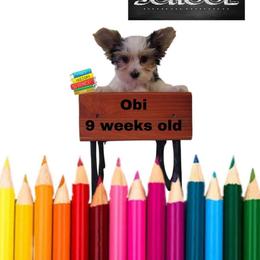 Lacey's orange boy - Parti male Yorkshire Terrier puppy in Inverness, Florida from Luvayorkie&more