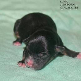 Luna - Black tri female Miniature Australian Shepherd puppy in Patterson, North Carolina from DreamLine Aussies