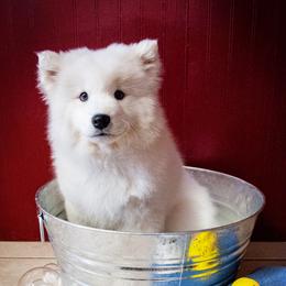 Samoyed Puppies from Limelight Samoyeds
