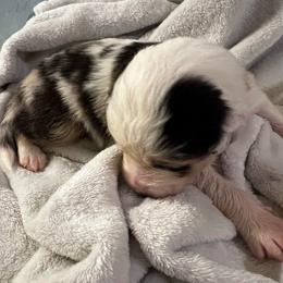Ondes Martenot (OHND mar-te-NOH) - Blue merle male Australian Shepherd puppy in Bennett, Colorado from Alolan Angel Aussies
