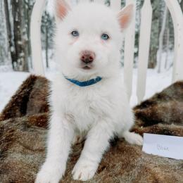 Blue collar - White male Siberian Husky puppy in Solon Springs, Wisconsin from Snowfall Siberians