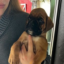 Boy 3 - Fawn Boxer puppy in Canton, Texas from Branton Farms (Mini Schnauzers, Boxers and Mini Aussies)