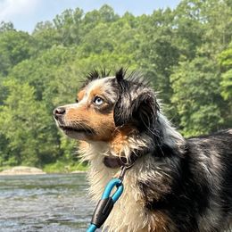 Pearl - Miniature American Shepherd