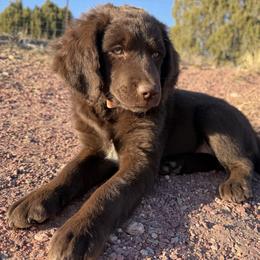 Yellow - Chocolate female Golden Aussiedoodle puppy in Chino Valley, Arizona from AZ Stickerdoodles