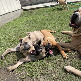 Cane Corso Puppies from Bayou Cane Corso