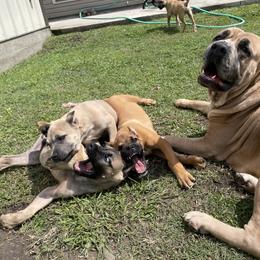 Cane Corso Puppies from Bayou Cane Corso