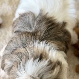 Havanese, Havapoo, and Poodle Puppies from Parlor Pups
