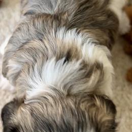 Havanese, Havapoo, and Poodle Puppies from Parlor Pups