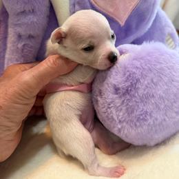 Rose - White female Chihuahua puppy in Amity, Pennsylvania from Rhoda and Verna