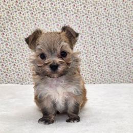 Alfie - Gold male Morkie puppy in Monticello, Iowa from Ashley’s Puppies
