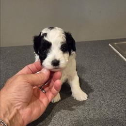 Max - Black & white male Maltipoo puppy in Everett, Washington from Meadows Ranch