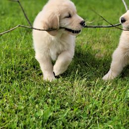 Golden Retriever Puppies from DoubleTake Goldens