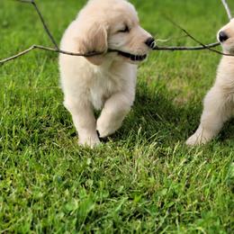 Golden Retriever Puppies from DoubleTake Goldens