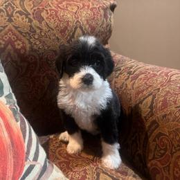 Amethyst - Black and white female Bernedoodle puppy in Carmichaels, Pennsylvania from JensenBelle Doodles