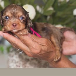 Sushi - Tri-color female Cavalier King Charles Spaniel puppy in Yuciapa, California from AlltheDoodlez_