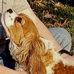 Cavalier King Charles Spaniels and Cavapoos from God Speed Paws