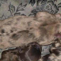 Girl 3 - Chocolate and white female Havapoo puppy in Medina, Ohio from Momma's Mastiffs