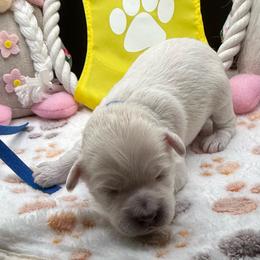 Silas - Apricot male Maltipoo puppy in Colonial Beach, Virginia from BeachRidge Pups