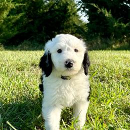 Corn Dog - Black and white male Sheepadoodle puppy in Adams, Nebraska from Boxcar Doodles and Poodles