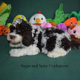 Domino - Brown white and tan male Cockapoo puppy in Hopkins, South Carolina from Sugar and Spice Cockapoos