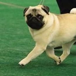 Pug All Grown Up from Mari Anne Parks