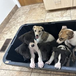 Golden Retriever and Greyhound Puppies from K and E Kennels