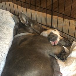 French Bulldog Puppies from French Blu’s