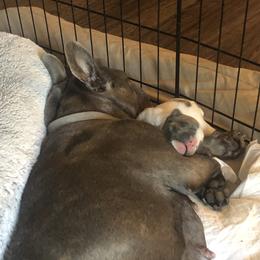 French Bulldog Puppies from French Blu’s