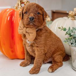 SNOOPY - Red  male Goldendoodle puppy in Iola, Texas from Supreme Doodles of Texas