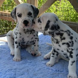 Dalmatians from Upton Brookside Dalmations