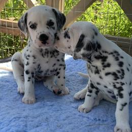Dalmatians from Upton Brookside Dalmations