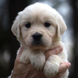 Lovebug - Light golden female Golden Retriever puppy in Hagerstown, Maryland from Pinewood Acres Goldens