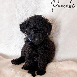Loaf - Sable male Poodle puppy in Kula, Hawaii from Toy Poodle & Maltipoo Maui