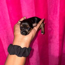 Blossom - Black and tan female Yorkshire Terrier puppy in Atlanta, Georgia from Royal Beauties Yorkies of Atlanta