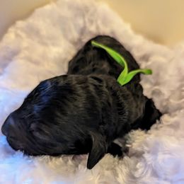 Goldendoodle Puppies from Dream Lake Doodles