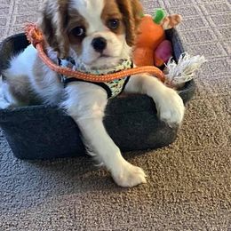 Cavalier King Charles Spaniel Puppies from Mapleview Cavalier King Charles Spaniels