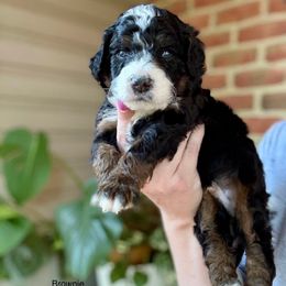 Brownie - Tri-color male Bernedoodle puppy in Denver, Pennsylvania from Greenview Puppies